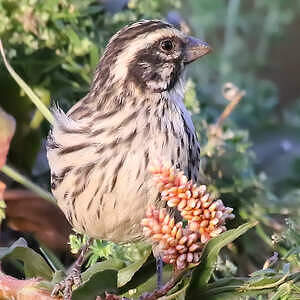 Serin strié