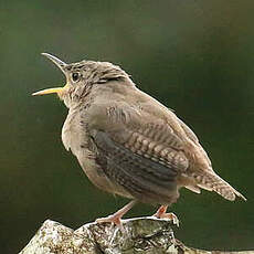 Troglodyte austral