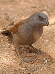 Moineau swahili