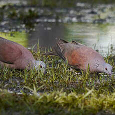 Pigeon de Madagascar