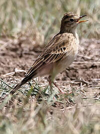 Pipit africain