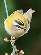 Common Firecrest