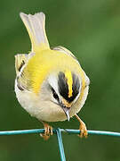 Common Firecrest