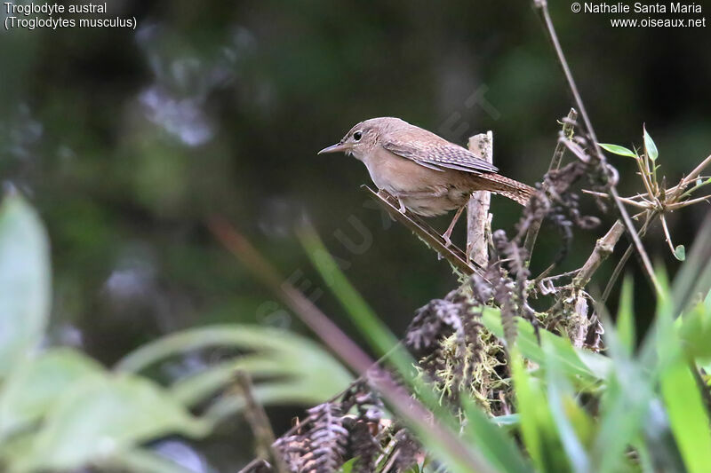 Southern House Wrenadult, identification