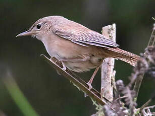 Troglodyte austral