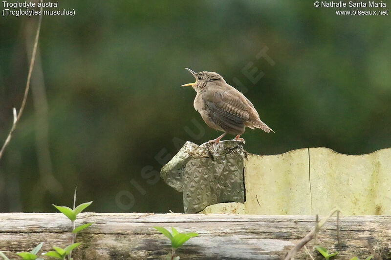 Southern House Wren male adult, identification, song