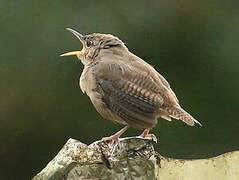 Southern House Wren