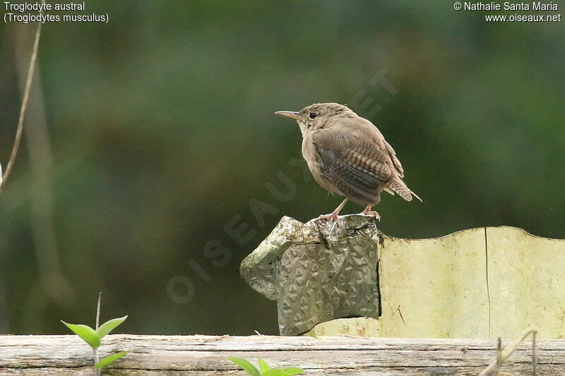 Southern House Wren male adult, identification