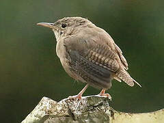 Southern House Wren