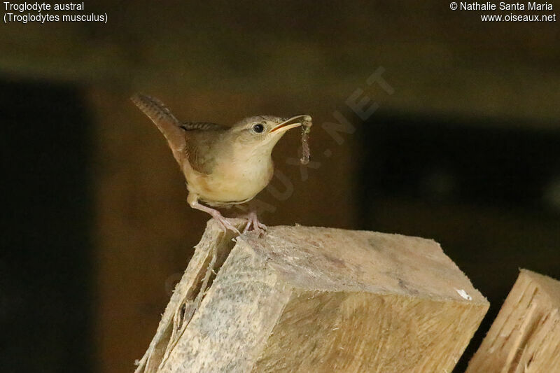 Southern House Wrenadult, identification, feeding habits, Reproduction-nesting