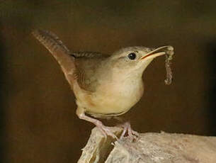 Troglodyte austral