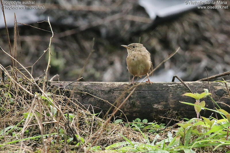 Southern House Wrenadult, identification