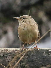 Troglodyte austral