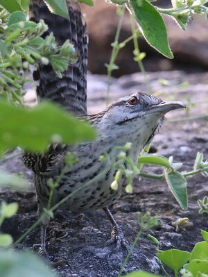 Troglodyte du Yucatan