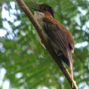 Bulbul marron