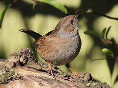 Dunnock