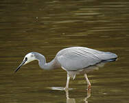 Aigrette à face blanche