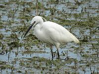 Aigrette garzette