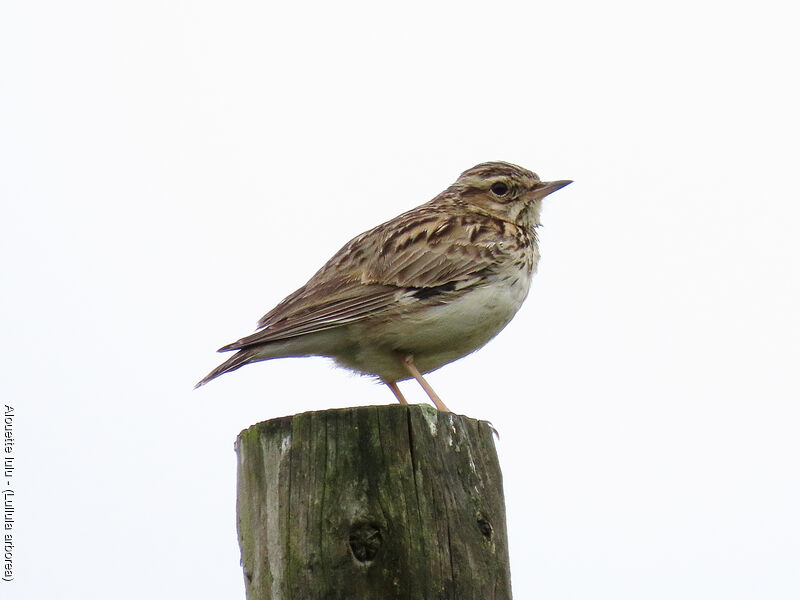 Woodlark