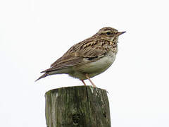 Woodlark