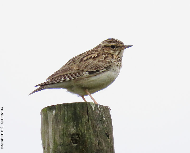 Woodlark