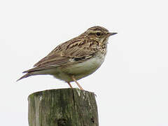 Woodlark