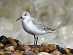 Bécasseau sanderling