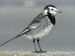 White Wagtail (yarrellii)