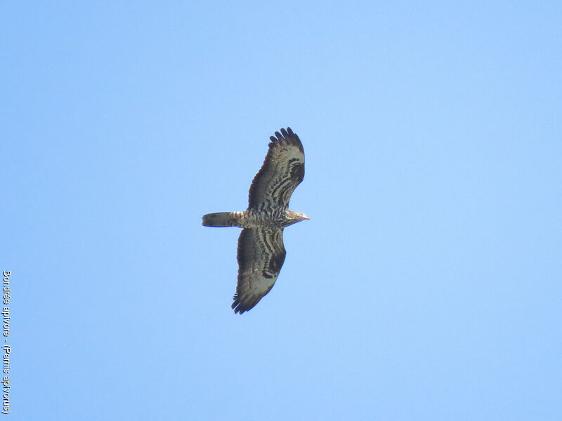 European Honey Buzzard