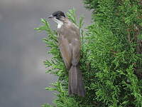 Bulbul à oreillons bruns