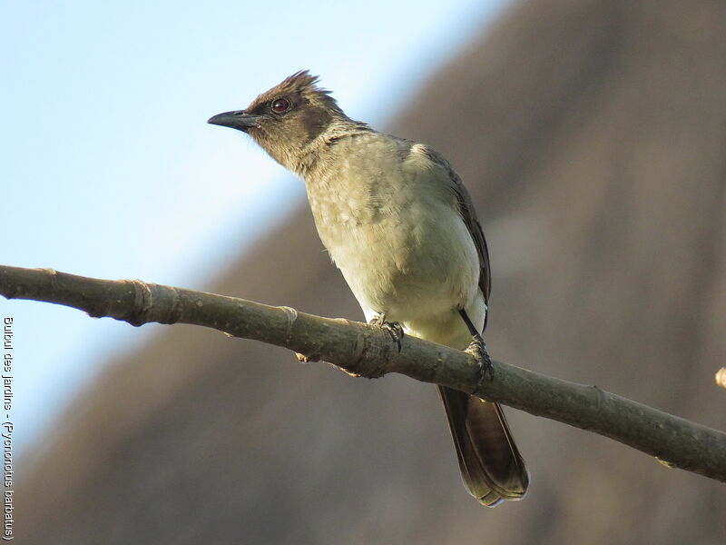 Bulbul des jardins