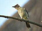 Bulbul des jardins