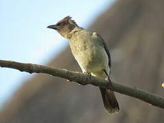 Common Bulbul