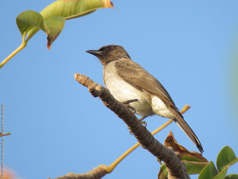 Common Bulbul