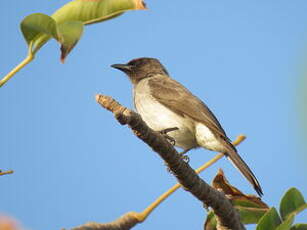 Bulbul des jardins