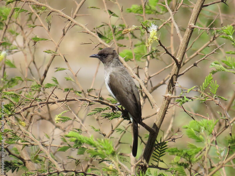 Bulbul des jardins