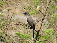 Bulbul des jardins