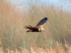 Western Marsh Harrier