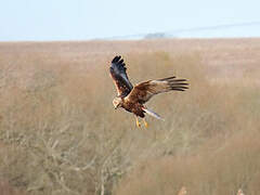 Western Marsh Harrier