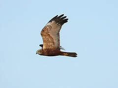 Western Marsh Harrier