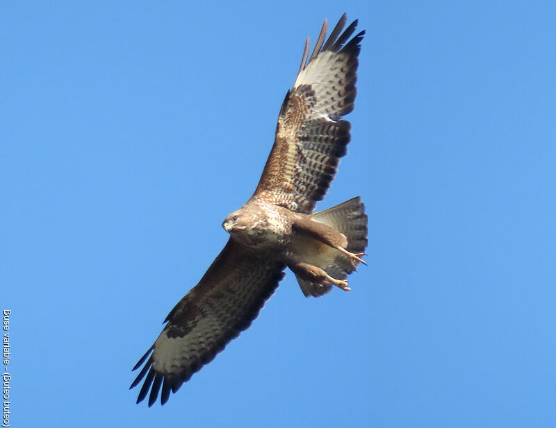 Common Buzzard