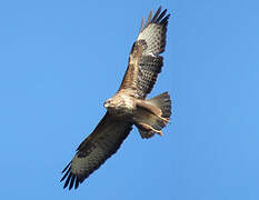 Common Buzzard