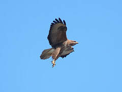 Common Buzzard