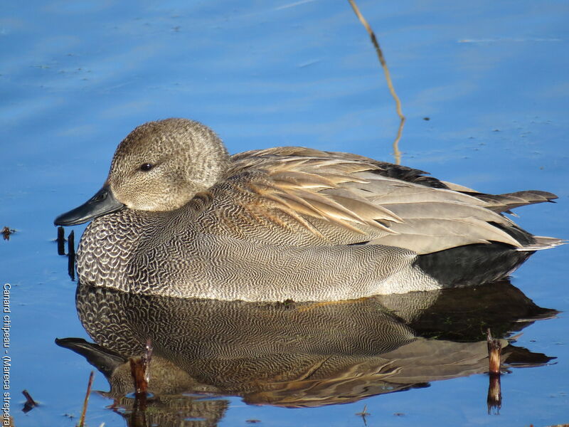 Gadwall male