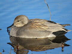 Gadwall