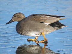 Gadwall