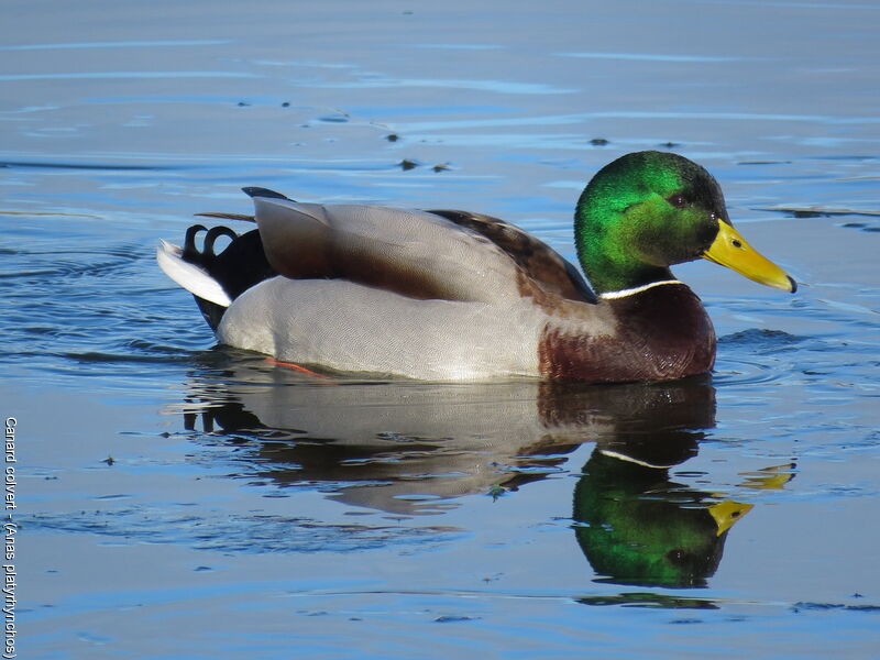 Mallard male