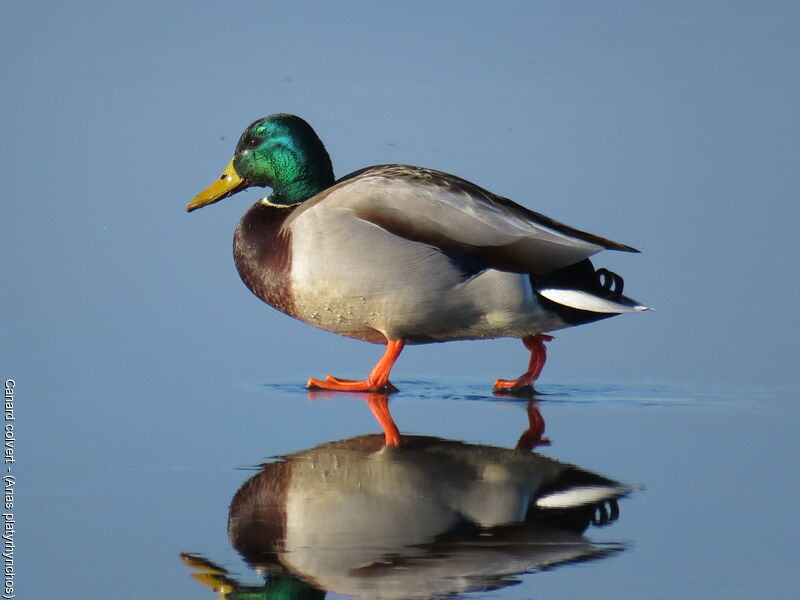 Canard colvert