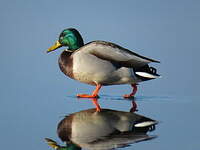 Canard colvert