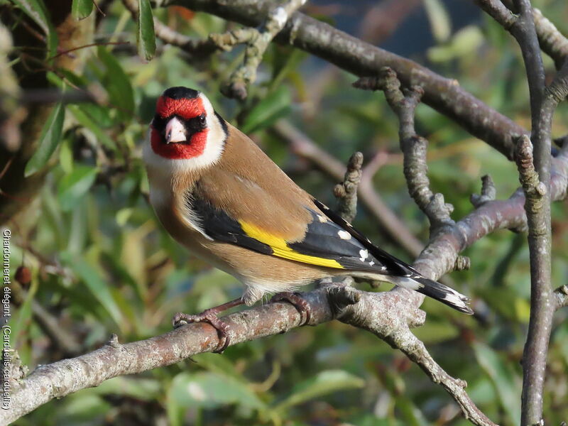 Chardonneret élégant